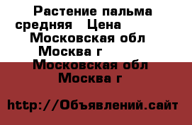 Растение пальма средняя › Цена ­ 1 500 - Московская обл., Москва г.  »    . Московская обл.,Москва г.